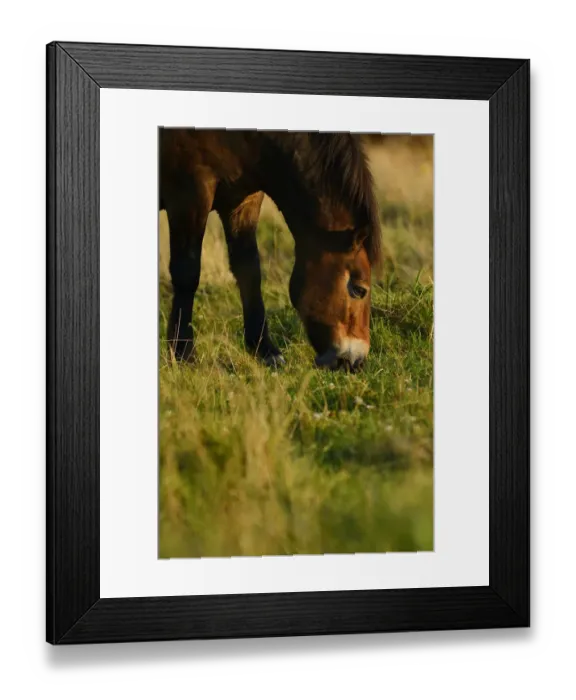 Framed Print : Exmoor ponies, one of the oldest and most primitive horse breeds in Europe, Keent Nature Reserve Framed Print : Exmoor ponies, one of the oldest and most primitive horse breeds in Europe, Keent Nature Reserve