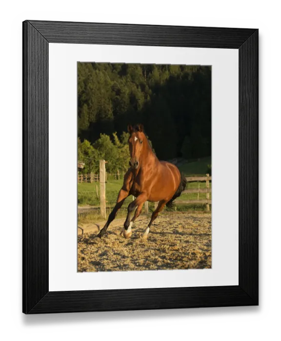 Framed Print : An Einsiedler / Swiss warmblood mare (Equus caballus) cantering, Schwyz, Switzerland Framed Print : An Einsiedler / Swiss warmblood mare (Equus caballus) cantering, Schwyz, Switzerland