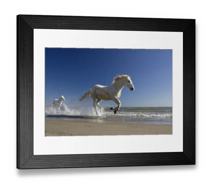 Framed Print : Camargue horses (Equus caballus) running in water at beach, Camargue, France, April Framed Print : Camargue horses (Equus caballus) running in water at beach, Camargue, France, April