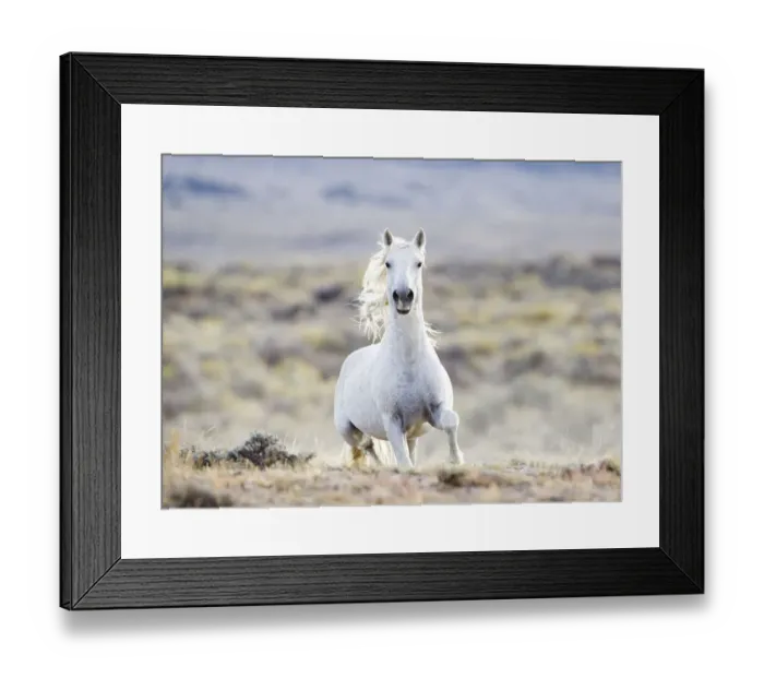 Framed Print : Wild horse / Mustang, grey stallion running, Adobe Town herd, Wyoming, USA Framed Print : Wild horse / Mustang, grey stallion running, Adobe Town herd, Wyoming, USA