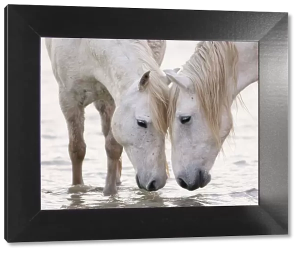 Two white horses of the Camargue, head to head at water, Camargue, Southern France