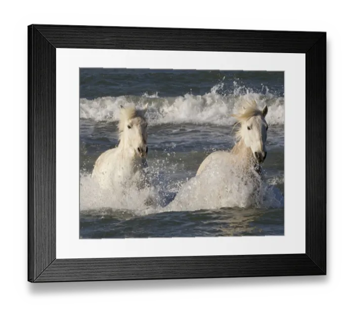 Framed Print : Two white horses of the Camargue, running through the sea, Camargue, Southern France Framed Print : Two white horses of the Camargue, running through the sea, Camargue, Southern France