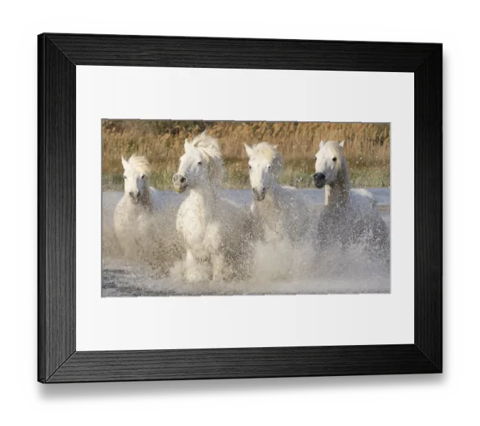 Framed Print : Four white horses of the Camargue, running through the sea, Camargue, Southern France Framed Print : Four white horses of the Camargue, running through the sea, Camargue, Southern France