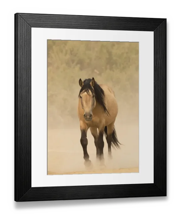 Framed Print : Wild Mustang, dun horse in dust, Sand Wash Basin Herd Area, Colorado, USA