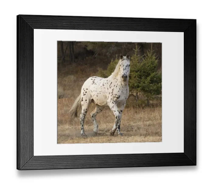 Framed Print : Appaloosa horse in ranch, Martinsdale, Montana, USA Framed Print : Appaloosa horse in ranch, Martinsdale, Montana, USA