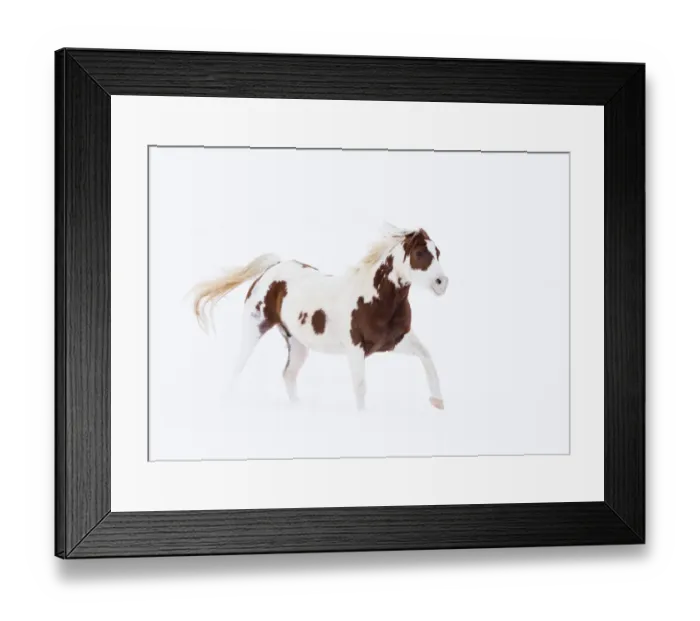 Framed Print : RF- Pinto Quarter horse in snow at ranch, Shell, Wyoming, USA, February Framed Print : RF- Pinto Quarter horse in snow at ranch, Shell, Wyoming, USA, February