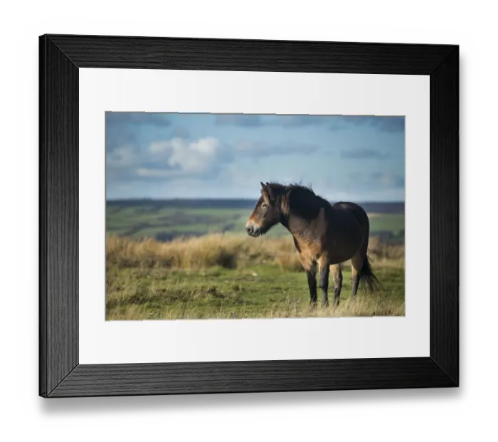 Framed Print : Exmoor pony on Winsford Hill, Exmoor National Park, Somerset, England, UK. November 2013 Framed Print : Exmoor pony on Winsford Hill, Exmoor National Park, Somerset, England, UK. November 2013