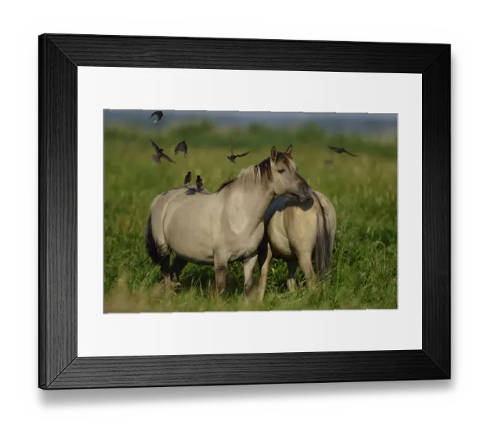Framed Print : Wild Konik horses with Starlings (Sturnus vulgaris) Odry delta reserve, Stepnica Framed Print : Wild Konik horses with Starlings (Sturnus vulgaris) Odry delta reserve, Stepnica