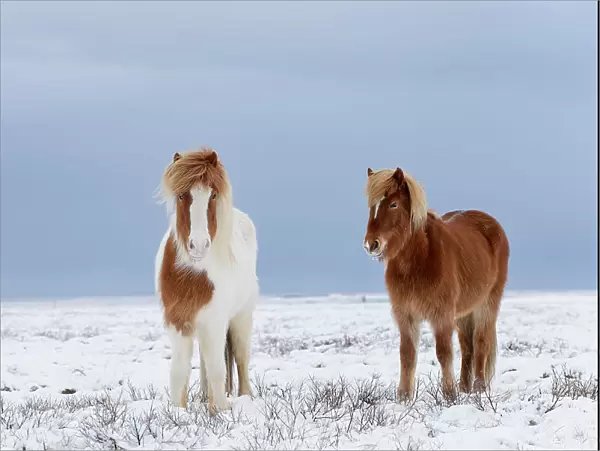 Skewbald and chestnut Icelandic horses in the snow, Snaefellsnes Peninsula, Iceland