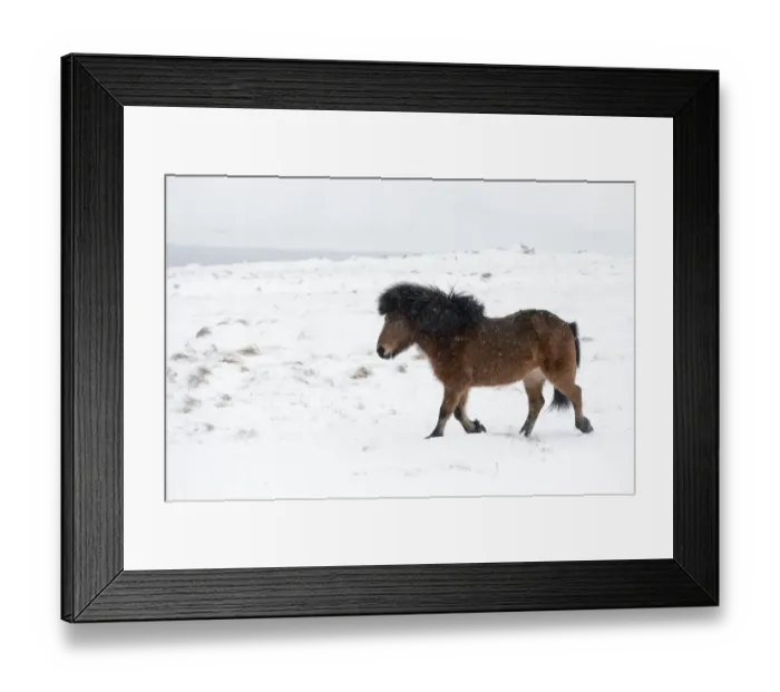 Framed Print : Bay Icelandic horse trotting in the snow, Snaefellsnes Peninsula, Iceland, March Framed Print : Bay Icelandic horse trotting in the snow, Snaefellsnes Peninsula, Iceland, March