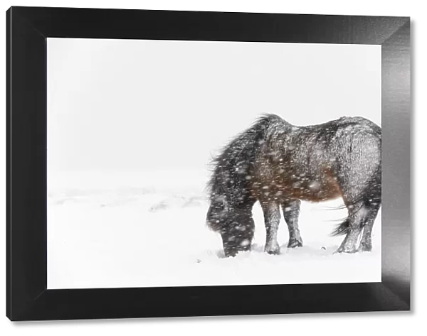 Bay Icelandic horse feeding in the snow, Snaefellsnes Peninsula, Iceland, March