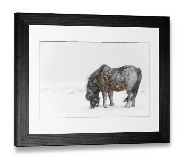 Framed Print : Bay Icelandic horse feeding in the snow, Snaefellsnes Peninsula, Iceland, March Framed Print : Bay Icelandic horse feeding in the snow, Snaefellsnes Peninsula, Iceland, March