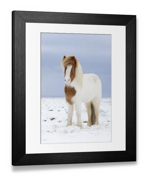 Framed Print : Portrait of Skewbald Icelandic horse in the snow, Snaefellsnes Peninsula, Iceland, March Framed Print : Portrait of Skewbald Icelandic horse in the snow, Snaefellsnes Peninsula, Iceland, March