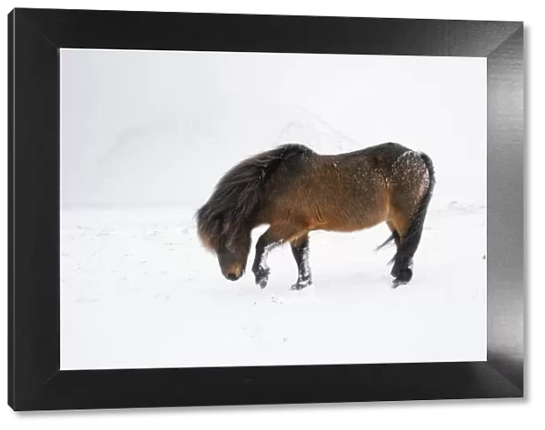 Bay Icelandic horse pawing snowy ground, Snaefellsnes Peninsula, Iceland, March