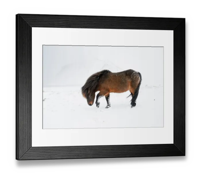 Framed Print : Bay Icelandic horse pawing snowy ground, Snaefellsnes Peninsula, Iceland, March Framed Print : Bay Icelandic horse pawing snowy ground, Snaefellsnes Peninsula, Iceland, March