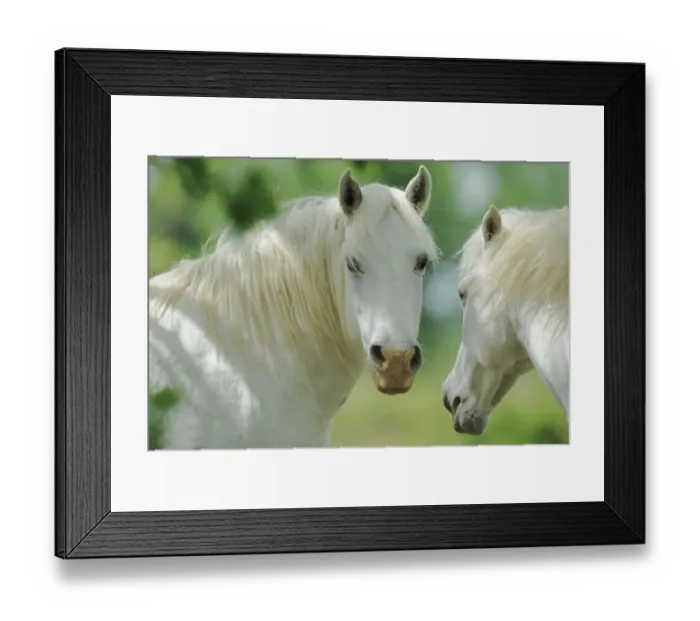 Framed Print : Two Camargue horses (Equus caballus), Camargue, France, May Framed Print : Two Camargue horses (Equus caballus), Camargue, France, May