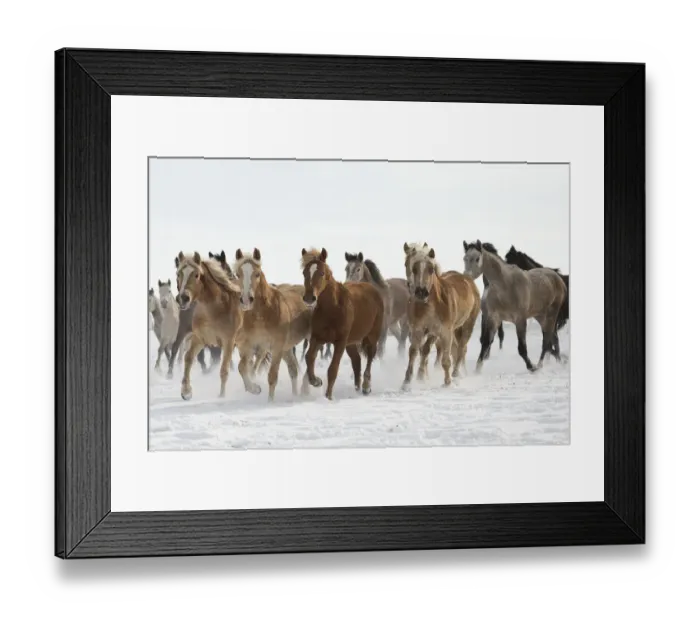 Framed Print : A group of Haflinger, Pure Arab, Shagya Arab and East Bulgarian fillies and mares running in snow Framed Print : A group of Haflinger, Pure Arab, Shagya Arab and East Bulgarian fillies and mares running in snow