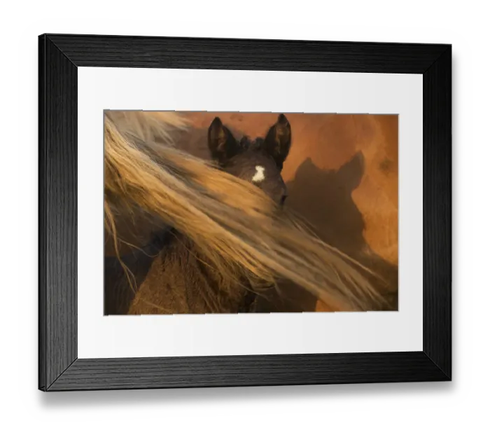 Framed Print : Portrait of a rare five-day old Posavina filly hidden by her mothers tail, Lonja Framed Print : Portrait of a rare five-day old Posavina filly hidden by her mothers tail, Lonja