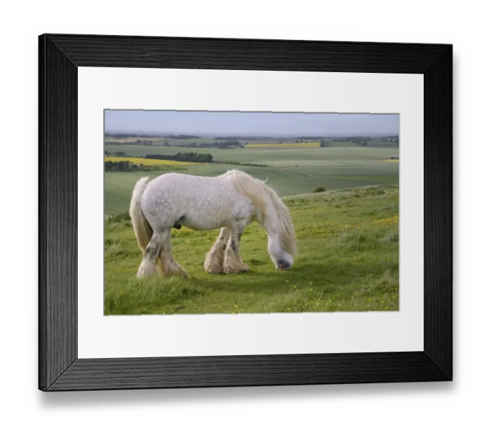 Framed Print : Grey Irish Gypsy cob stallion (Equus caballus) grazing rough pastureland on Hackpen