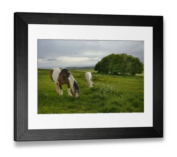 Framed Print : Irish Gypsy cob (Equus caballus) grey stallion and piebald mare grazing on rough Framed Print : Irish Gypsy cob (Equus caballus) grey stallion and piebald mare grazing on rough