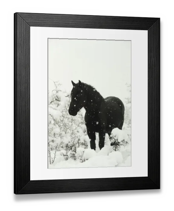 Framed Print : Wild rare Losino stallion standing in snow, Losa Valley, Burgos, Spain. January 2014 Framed Print : Wild rare Losino stallion standing in snow, Losa Valley, Burgos, Spain. January 2014