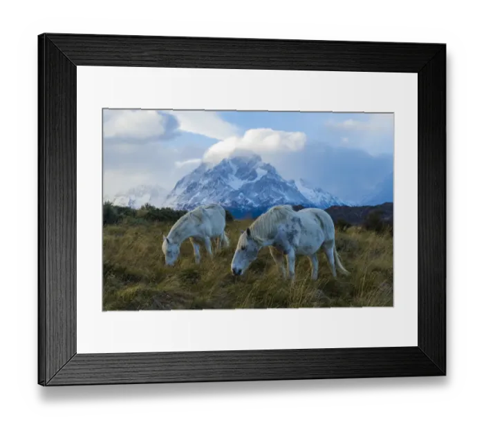 Framed Print : Horses grazing in front of mountain landscape, Torres del Paine National Park, Chile Framed Print : Horses grazing in front of mountain landscape, Torres del Paine National Park, Chile