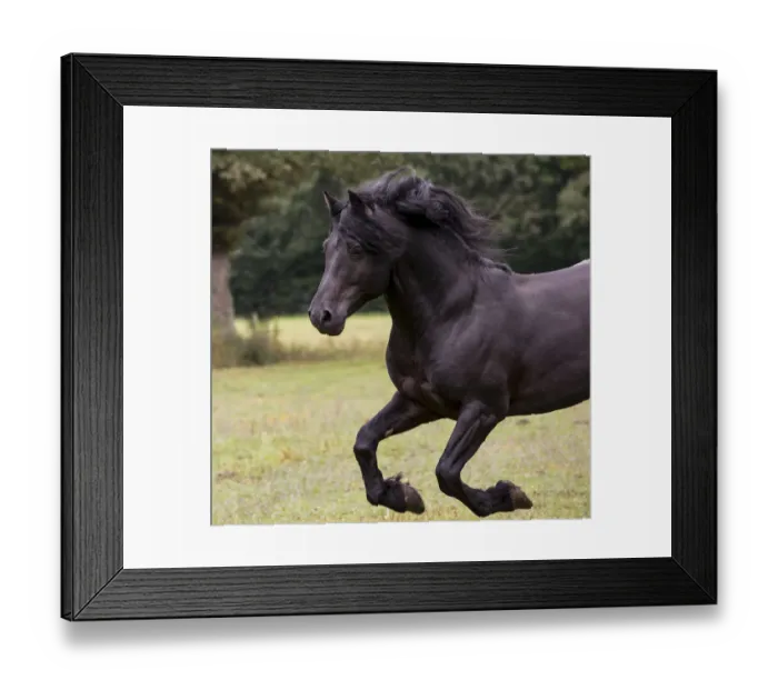 Framed Print : Black Merens stallion running in pasture. Northern France, Europe. February Framed Print : Black Merens stallion running in pasture. Northern France, Europe. February