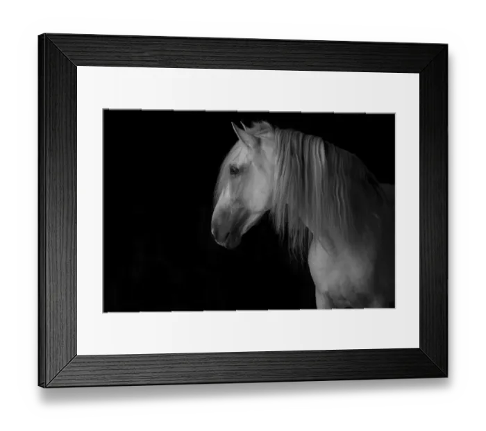 Framed Print : Head portrait of grey Andalusian stallion in dark barn. Northern France, Europe Framed Print : Head portrait of grey Andalusian stallion in dark barn. Northern France, Europe