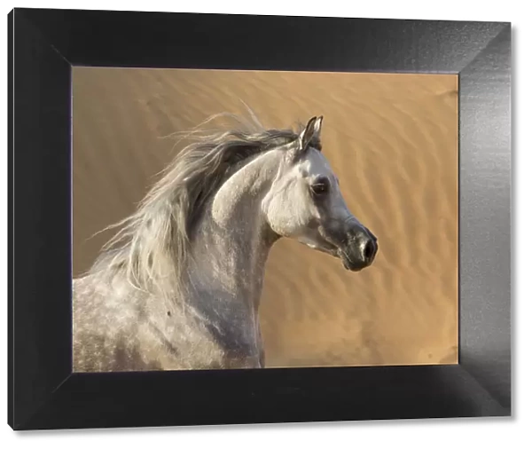 Head portrait of grey Arabian stallion running in desert dunes near Dubai, United