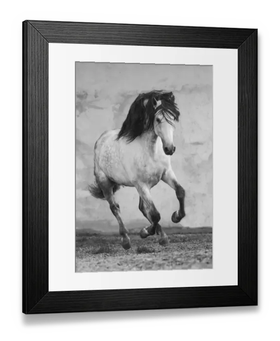 Framed Print : Grey Andalusian stallion running in arena in Northern France, Europe. March