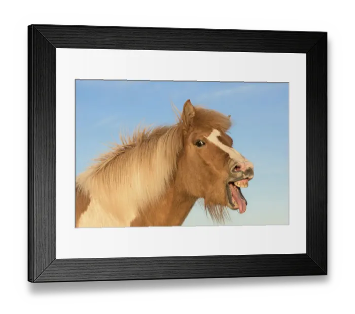 Framed Print : RF- Icelandic horse showing flehmen response, Iceland. July Framed Print : RF- Icelandic horse showing flehmen response, Iceland. July