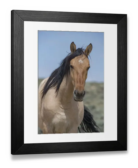 Framed Print : Head portrait of wild dun roan Mustang mare in Sand Wash Basin, Colorado, USA Framed Print : Head portrait of wild dun roan Mustang mare in Sand Wash Basin, Colorado, USA