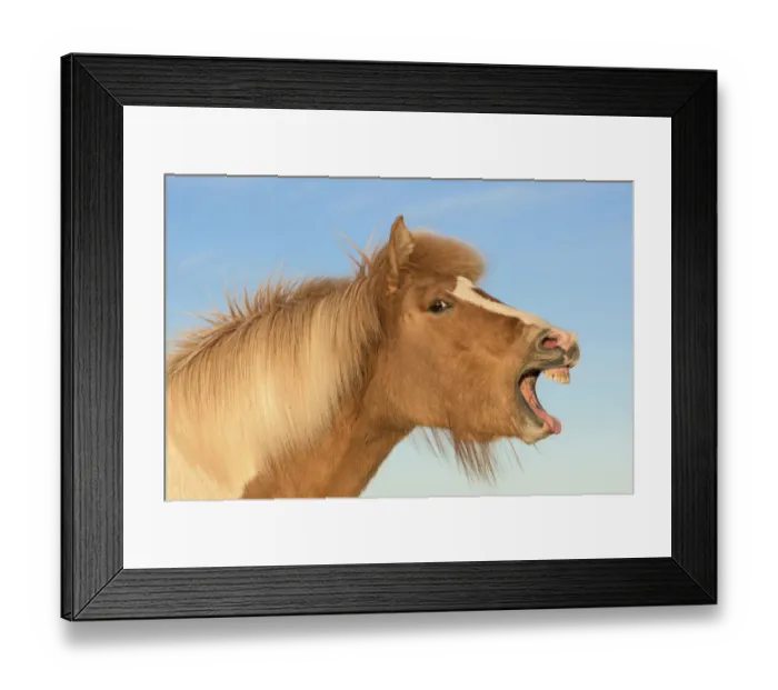 Framed Print : Icelandic horse with mouth open, Iceland Framed Print : Icelandic horse with mouth open, Iceland
