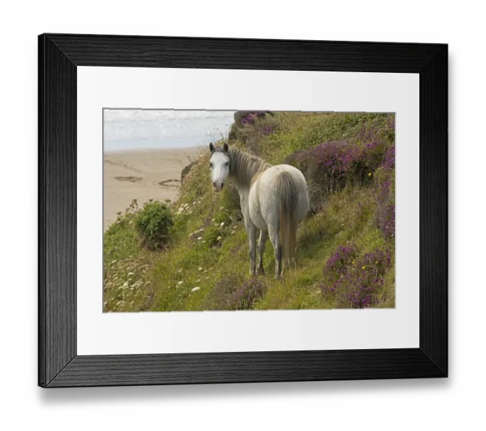 Framed Print : Welsh mountain pony (Equus caballus) with a view of the beach and Bell heather (Erica cinerea), St Framed Print : Welsh mountain pony (Equus caballus) with a view of the beach and Bell heather (Erica cinerea), St