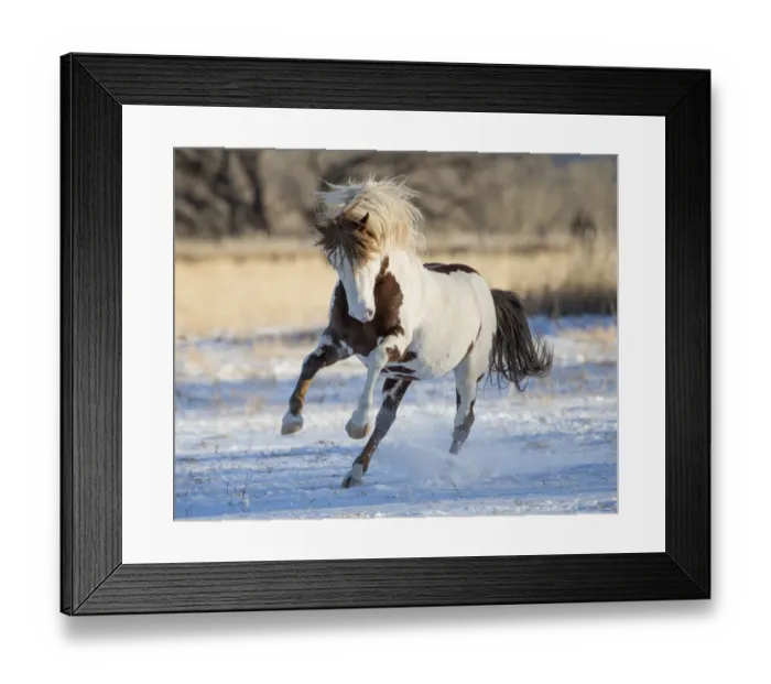 Framed Print : RF - Wild pinto Mustang stallion running in snow, Black Hills Wild Horse Sanctuary Framed Print : RF - Wild pinto Mustang stallion running in snow, Black Hills Wild Horse Sanctuary
