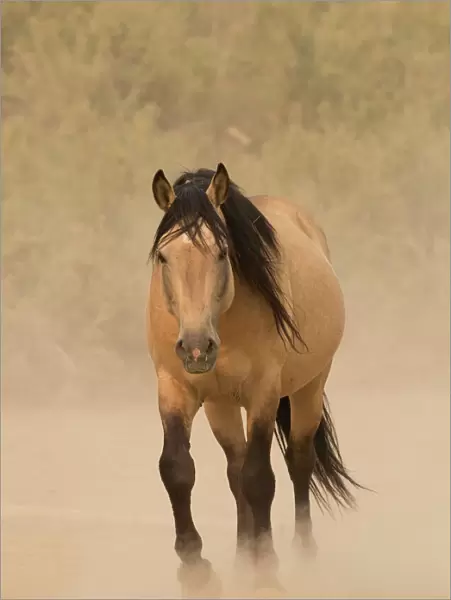 DELETE DUPLICATE - RF - Wild buckskin Mustang stallion walking towards waterhole