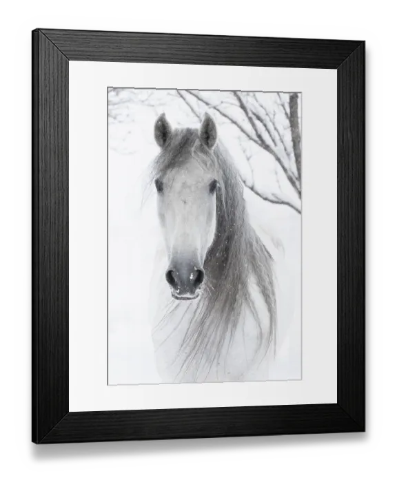 Framed Print : RF - Head portrait of grey Andalusian mare with long mane in snow, Berthoud, Colorado, USA. January Framed Print : RF - Head portrait of grey Andalusian mare with long mane in snow, Berthoud, Colorado, USA. January