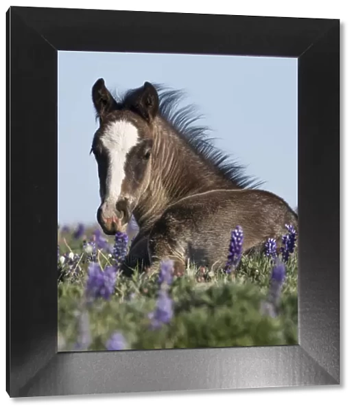 Wild Mustang foal resting in wildflowers, Pryor Mountains, Montana, USA. June