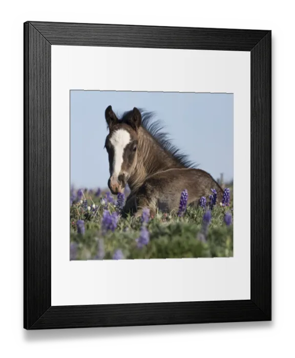 Framed Print : Wild Mustang foal resting in wildflowers, Pryor Mountains, Montana, USA. June Framed Print : Wild Mustang foal resting in wildflowers, Pryor Mountains, Montana, USA. June