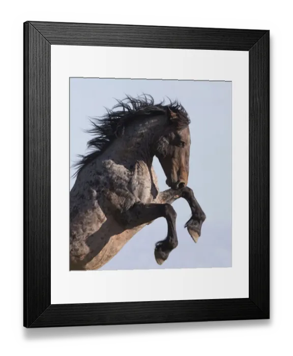 Framed Print : Wild Mustang horse rearing, Pryor mountains, Montana, USA. June Framed Print : Wild Mustang horse rearing, Pryor mountains, Montana, USA. June