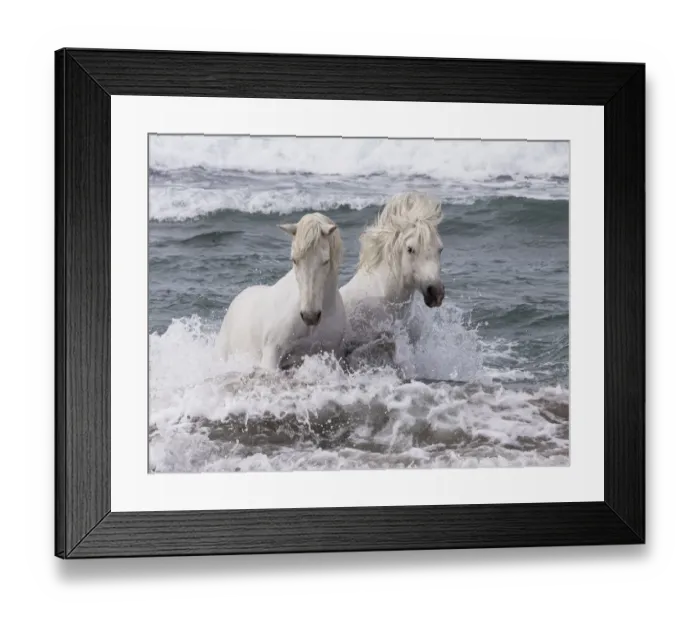 Framed Print : Two white Camargue horses in ocean of Camargue, France, Europe. May Framed Print : Two white Camargue horses in ocean of Camargue, France, Europe. May