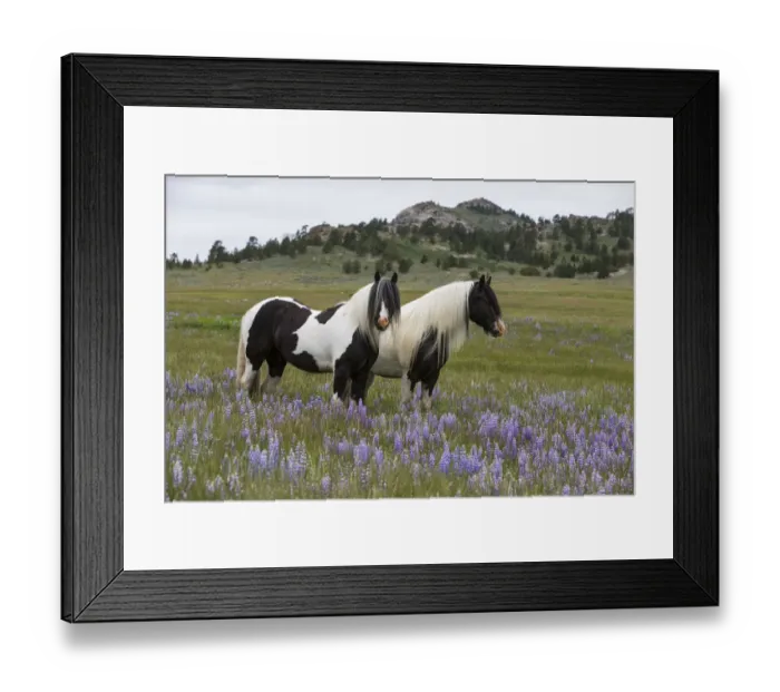 Framed Print : Two Gypsy vanner geldings in wildflower pastures, Wyoming, USA. June 2014 Framed Print : Two Gypsy vanner geldings in wildflower pastures, Wyoming, USA. June 2014