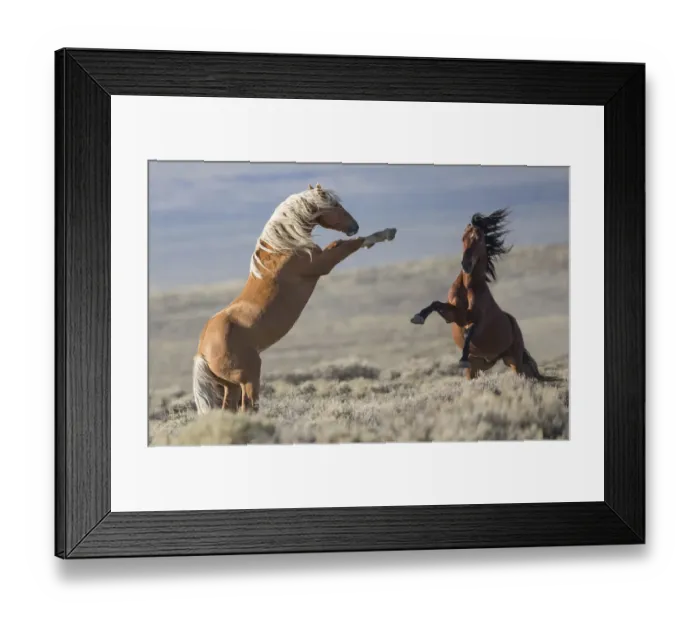 Framed Print : Two wild Mustang stallions fighting in the White Mountain Herd Area, Wyoming, USA. August Framed Print : Two wild Mustang stallions fighting in the White Mountain Herd Area, Wyoming, USA. August