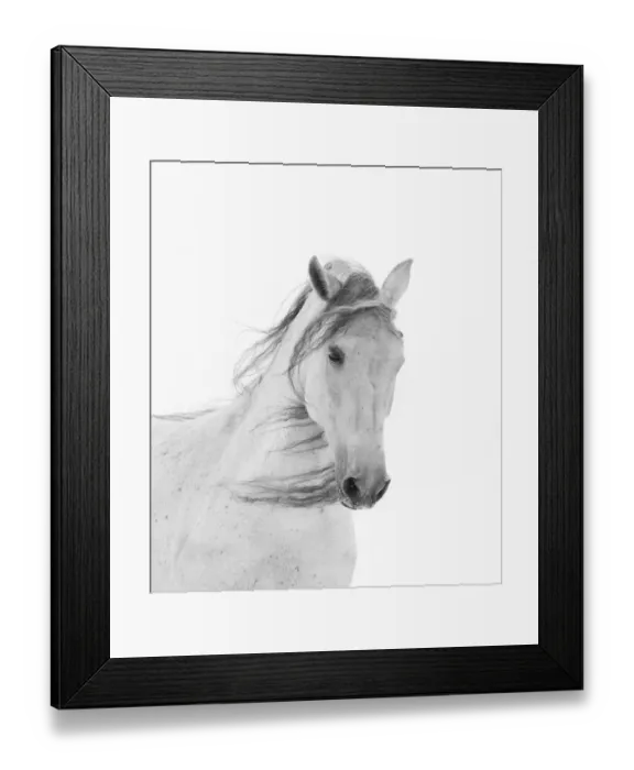 Framed Print : Head portrait of grey almost white Andalusian mare running in snow, Berthoud, Colorado, USA Framed Print : Head portrait of grey almost white Andalusian mare running in snow, Berthoud, Colorado, USA