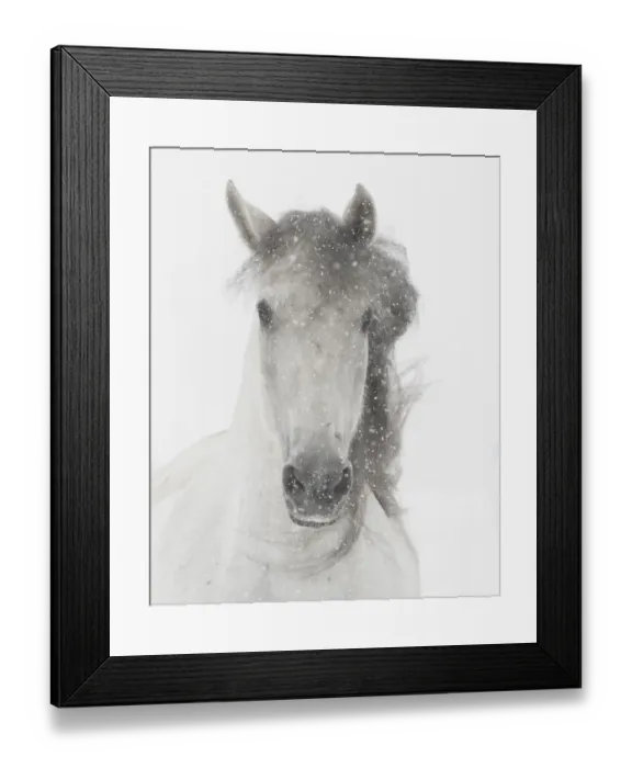 Framed Print : Head portrait of grey almost white Andalusian mare running in snow, Berthoud, Colorado, USA Framed Print : Head portrait of grey almost white Andalusian mare running in snow, Berthoud, Colorado, USA