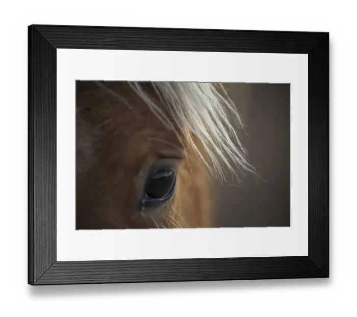 Framed Print : Fillys eye, wild Mustang horse at Black Hills Wild Horse Sanctuary, South Dakota Framed Print : Fillys eye, wild Mustang horse at Black Hills Wild Horse Sanctuary, South Dakota