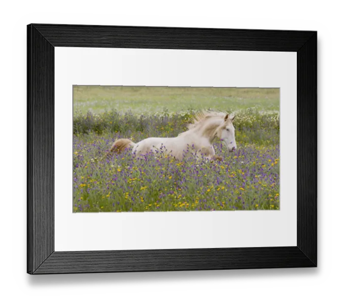 Framed Print : Young Cremello Lusitano stallion running through field of wildflowers in southern Spain, Europe Framed Print : Young Cremello Lusitano stallion running through field of wildflowers in southern Spain, Europe