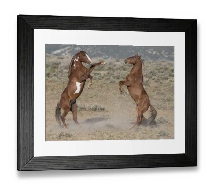 Framed Print : Two wild pinto Mustang stallions battle for dominance in Sand Wash Basin, Colorado, USA Framed Print : Two wild pinto Mustang stallions battle for dominance in Sand Wash Basin, Colorado, USA