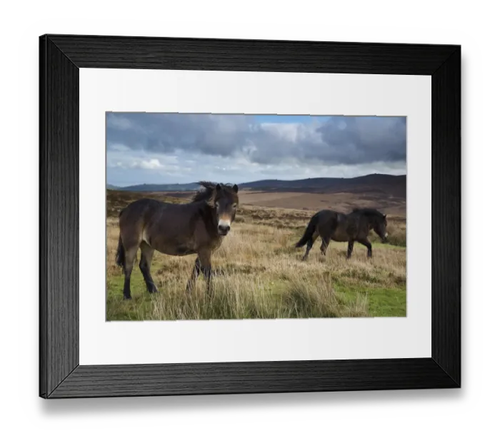 Framed Print : Exmoor ponies with Dunkerry Beacon beyond, Exmoor National Park, Somerset, England Framed Print : Exmoor ponies with Dunkerry Beacon beyond, Exmoor National Park, Somerset, England