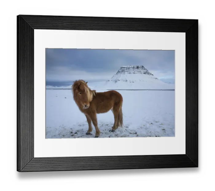Framed Print : Iceland horses grazing in the snow in front of Kirkjufell, Snaefellsness Peninsula, Iceland Framed Print : Iceland horses grazing in the snow in front of Kirkjufell, Snaefellsness Peninsula, Iceland